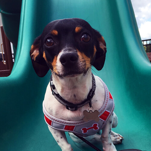 Let's Play Ruff-dog on slide
