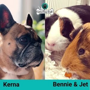 Let's Play Ruff pet sitting clients, dog Kerna and Guinea pigs Bennie & Jet