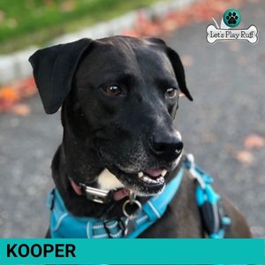 Let's Play Ruff dog walking client, Kooper