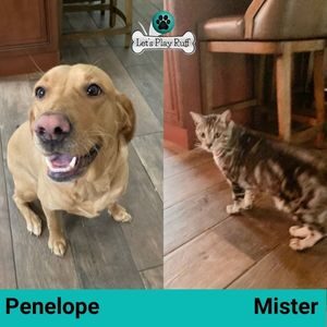 Let's Play Ruff pet sitting clients, dog Penelope and cat Mister