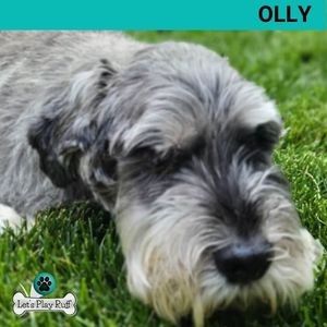 Let's Play Ruff, senior dog, pet sitting client, Olly